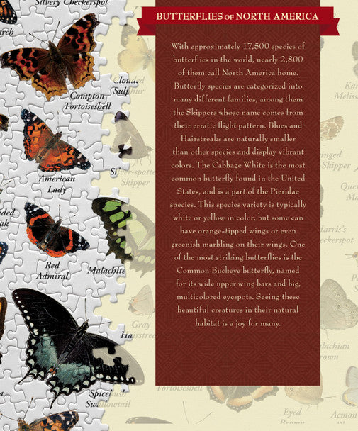 North American Butterfly Chart